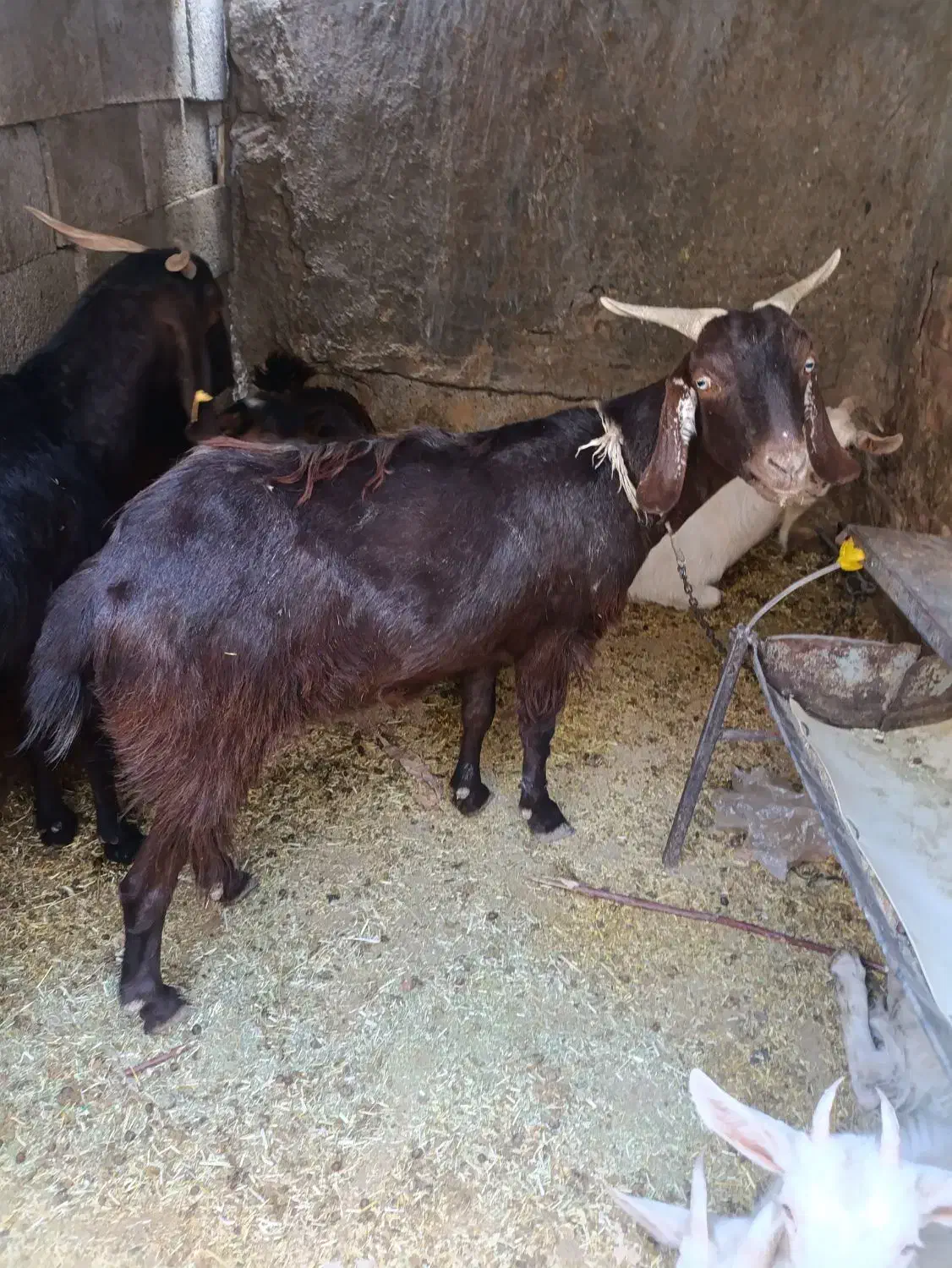 بز دو رگ|حیوانات مزرعه|زاهدان, |دیوار