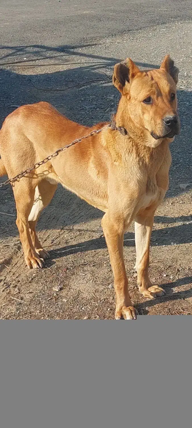 حیوانات|سگ|کرج, کمال‌شهر|دیوار