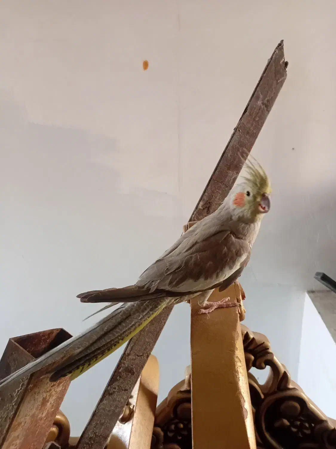 مرغ عشق خوب عالی|پرنده|بومهن, |دیوار