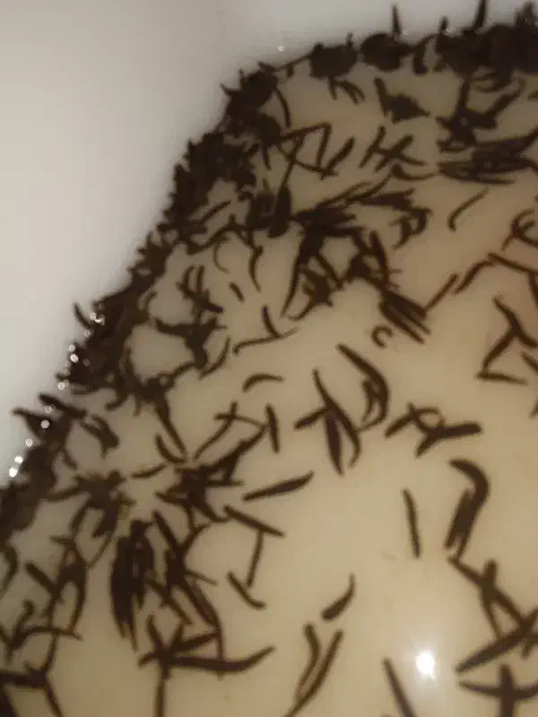 آموزش پرورش زالو|خدمات آموزشی|تبریز, |دیوار