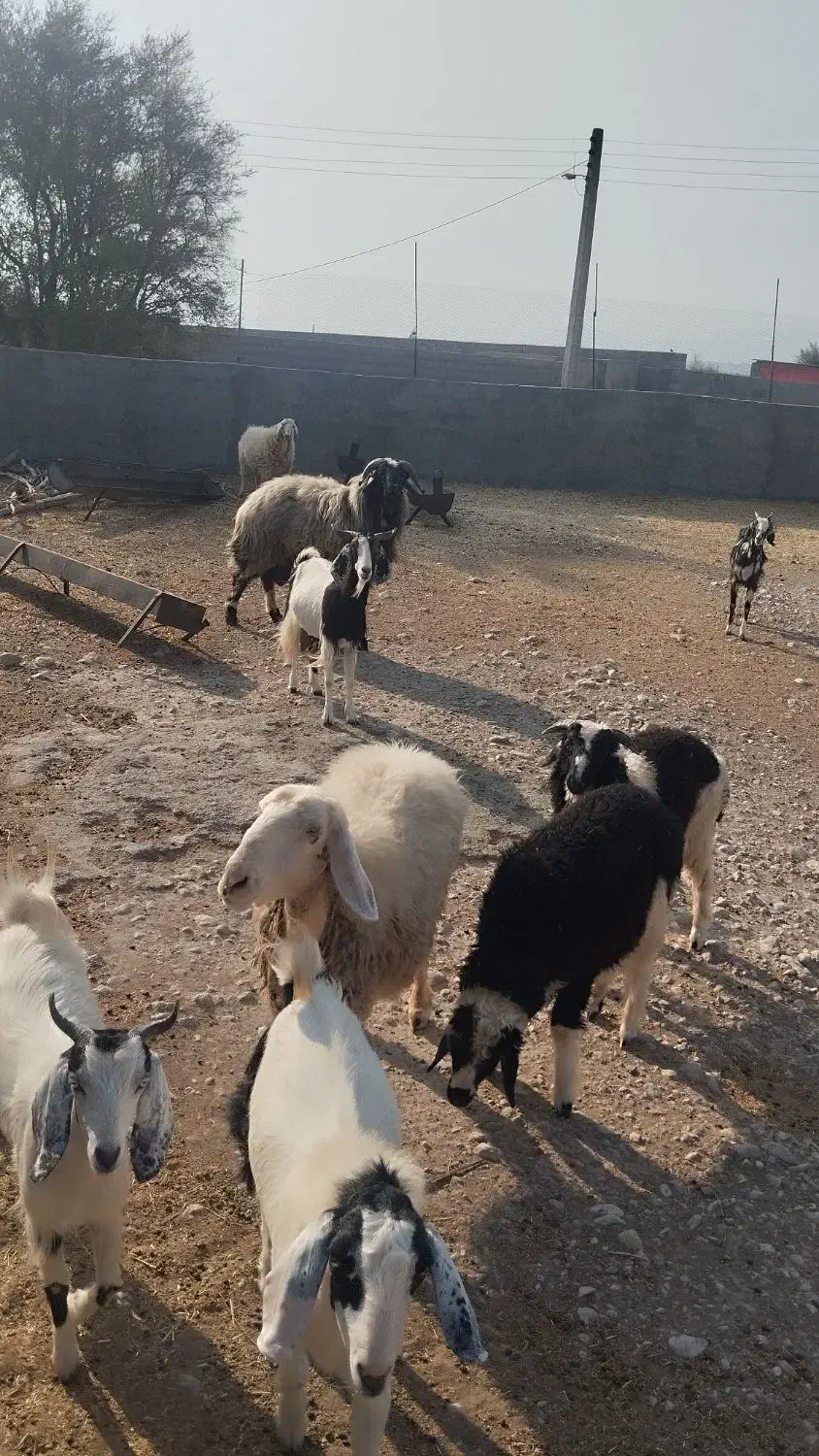 بز و میش|حیوانات مزرعه|حاجی آباد, |دیوار