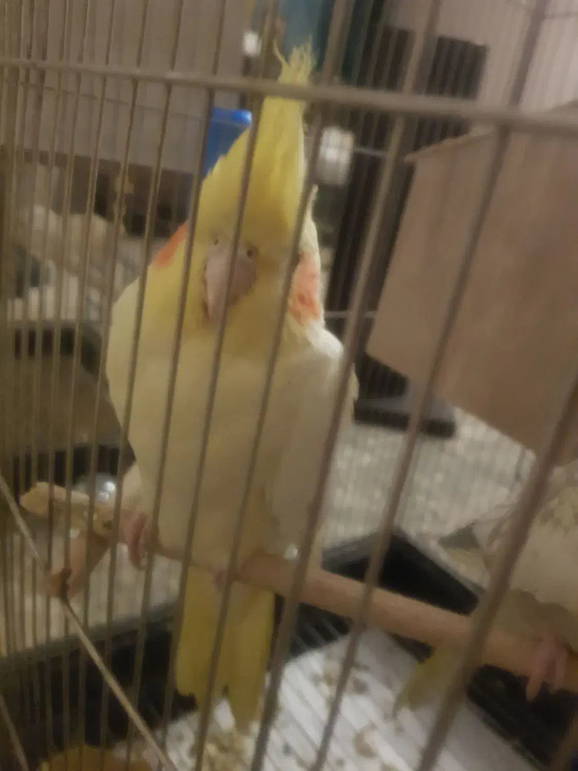 عروس هلندی مولد و مرغ عشق|پرنده|تهران, افسریه جنوبی|دیوار