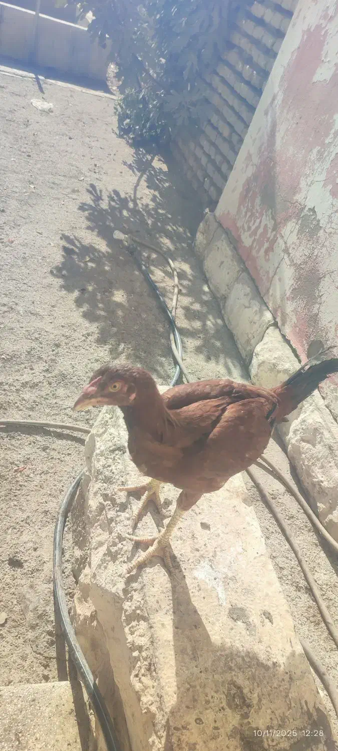 فروش مرغ و خروس لاری|حیوانات مزرعه|شیروان (خراسان), |دیوار