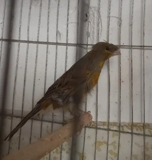 قناری،سقا،عروس هلندی، گرینچیک|پرنده|کرمان, |دیوار