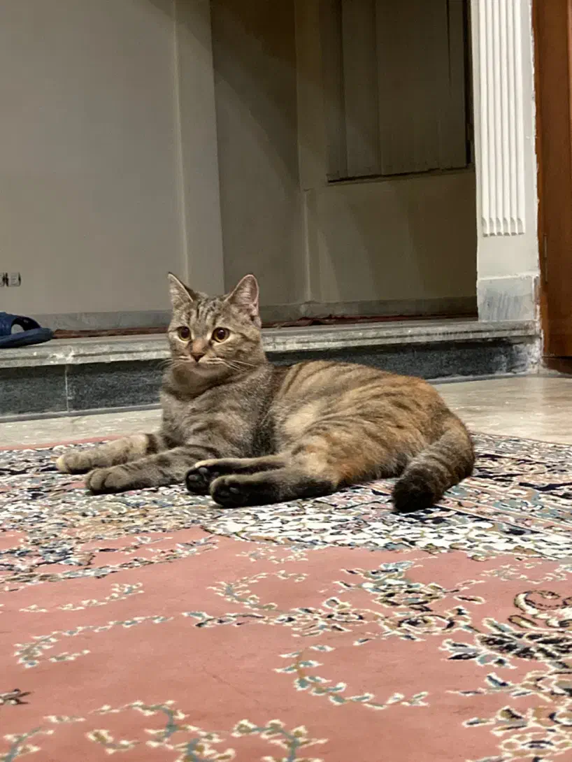 واگذاری رایگان گربه بریتیش میکس|گربه|اردبیل, |دیوار