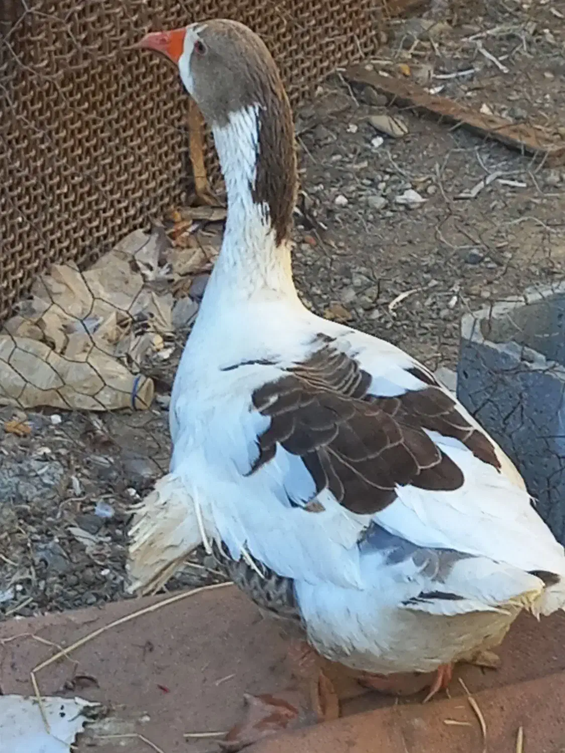 غاز( رودان|حیوانات مزرعه|رودان, |دیوار