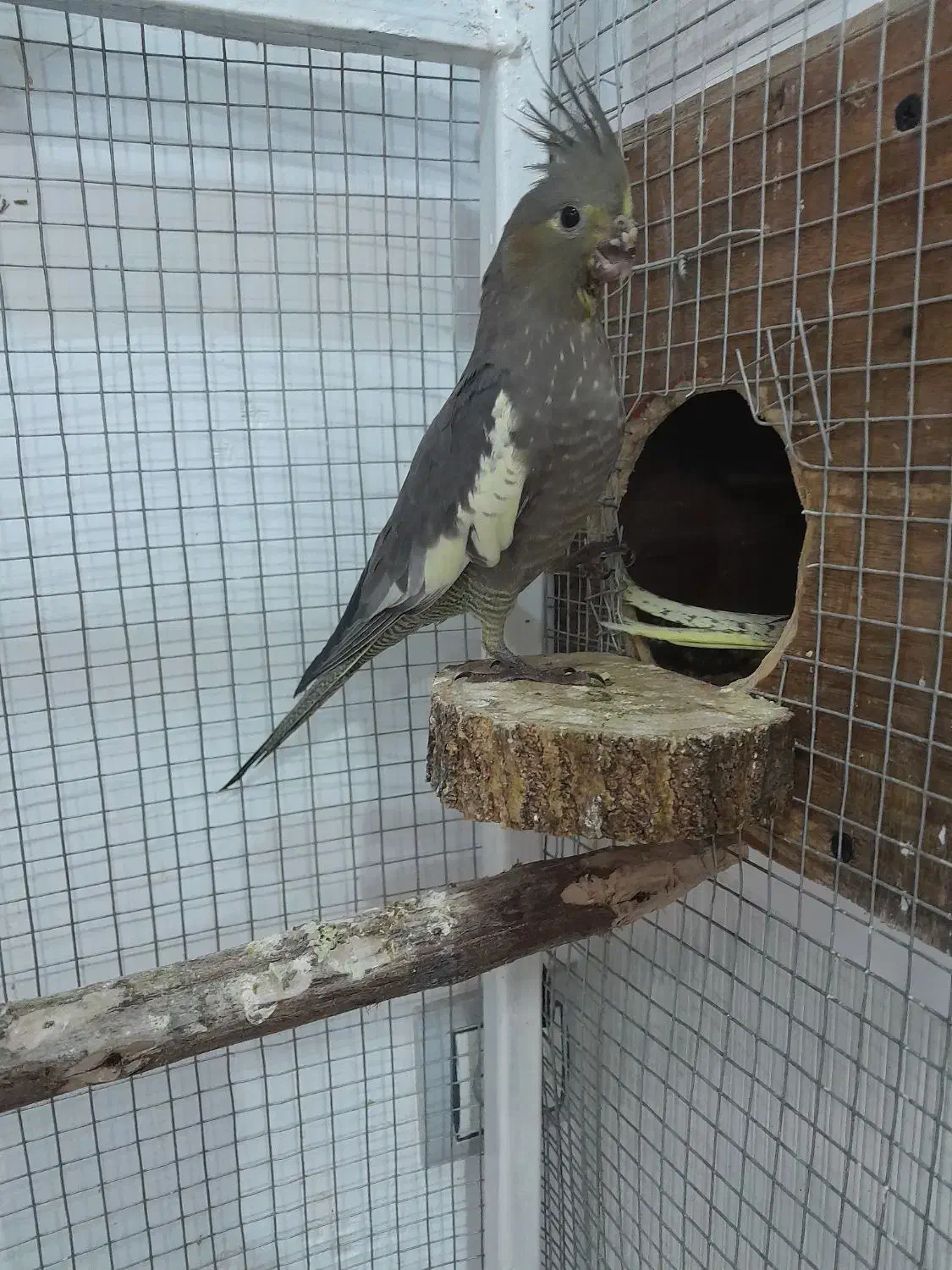 پرنده عروس|پرنده|مریوان, |دیوار