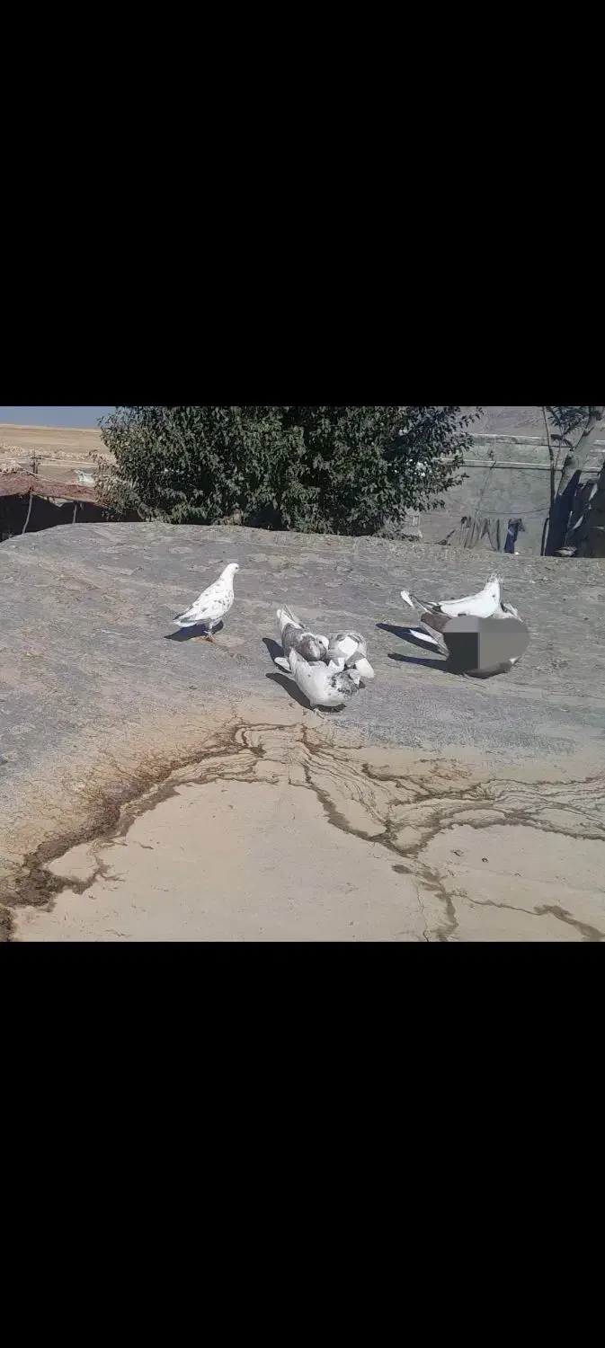 کبوتر|پرنده|دالاهو, |دیوار