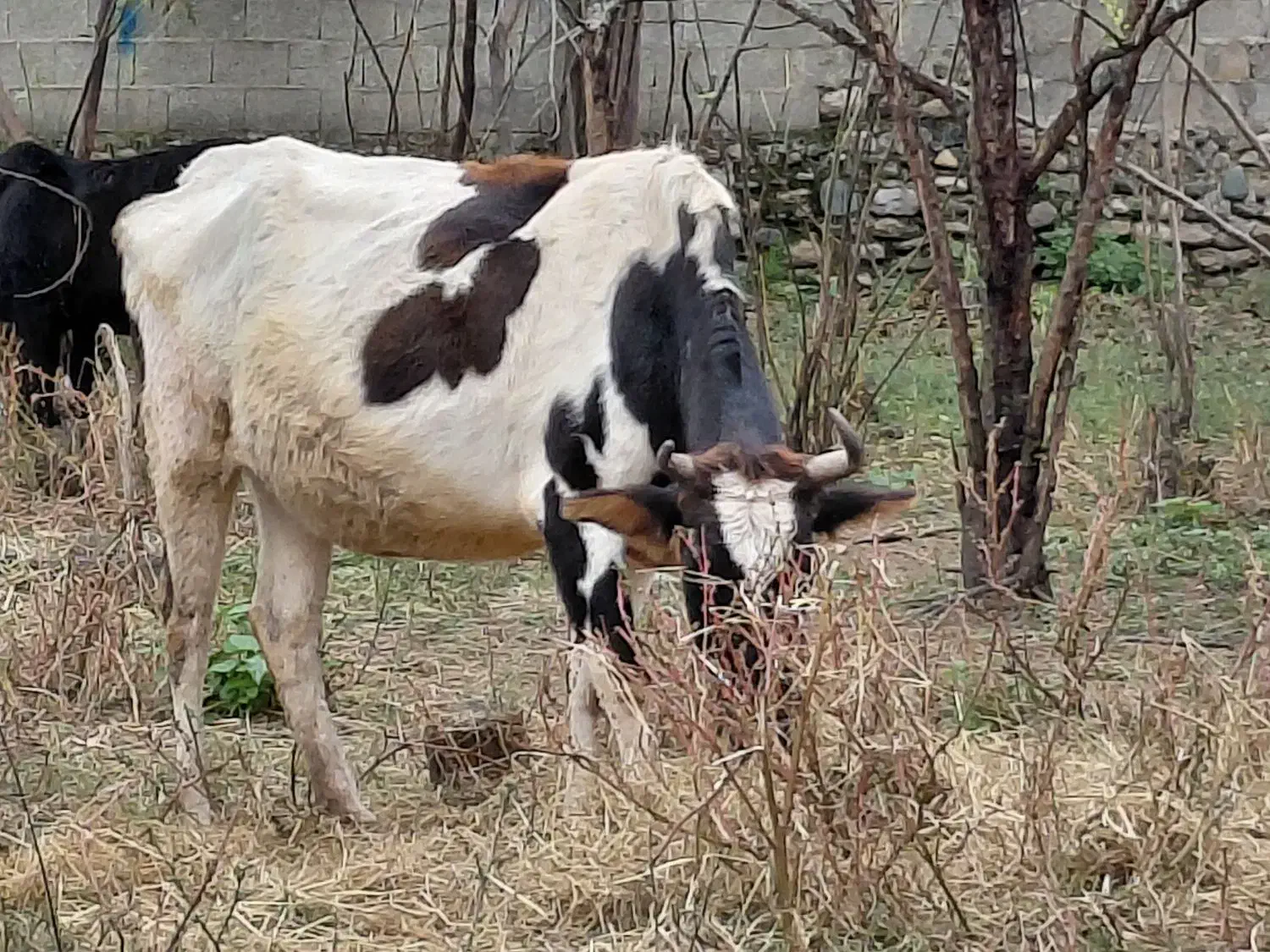 گاو دورگ محلی ۸ ماه شکم ۲ راس|حیوانات مزرعه|رشت, استادسرا|دیوار