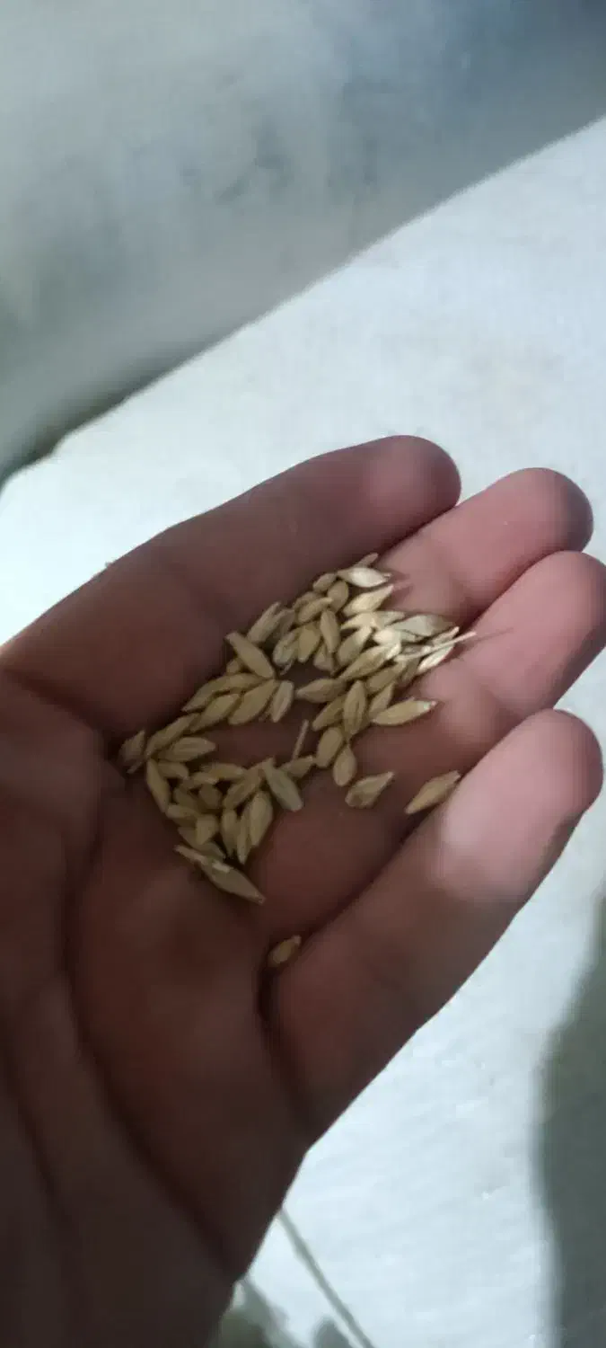 جو امسال|خدمات باغبانی و درختکاری|گرمی, |دیوار