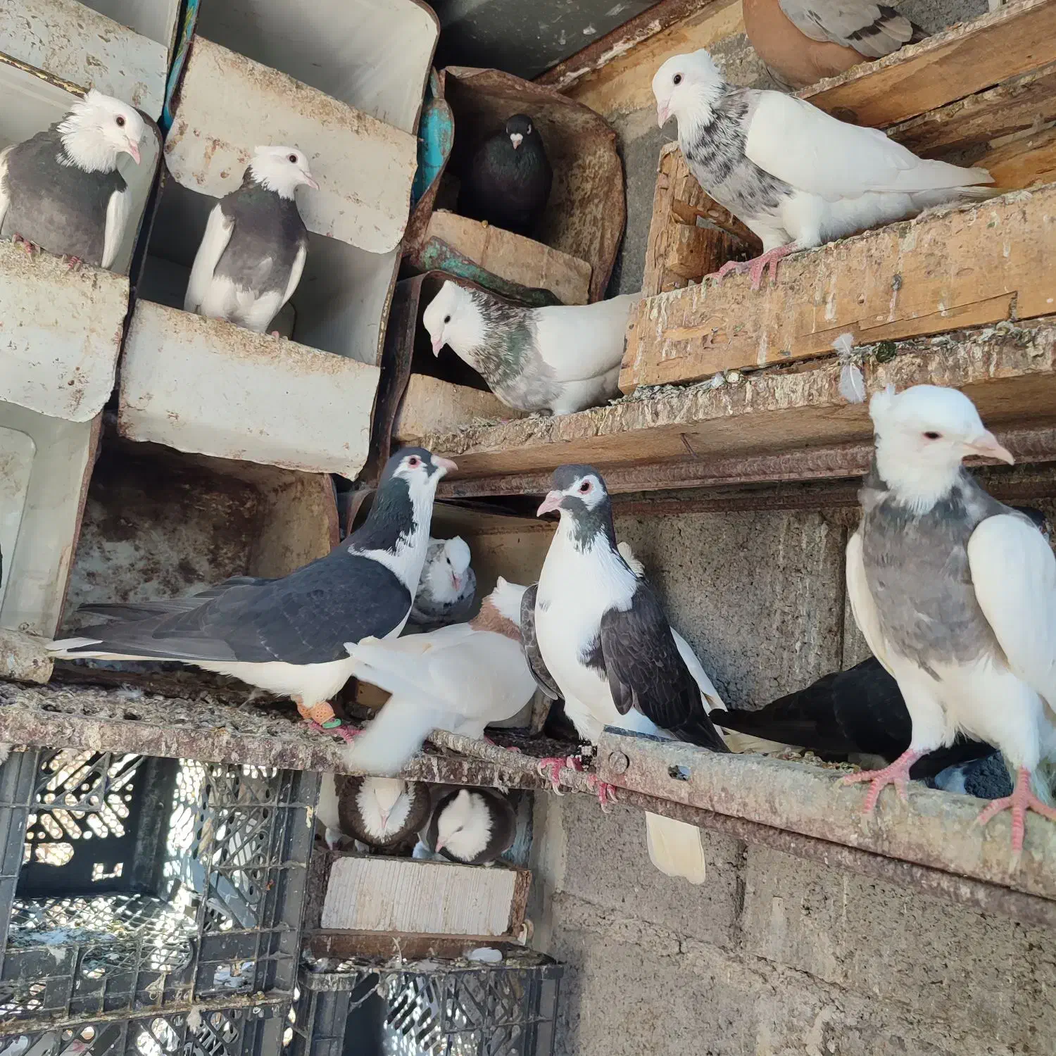 کبوتر.طوقی.زاغ‌.رنگی|پرنده|میناب, |دیوار