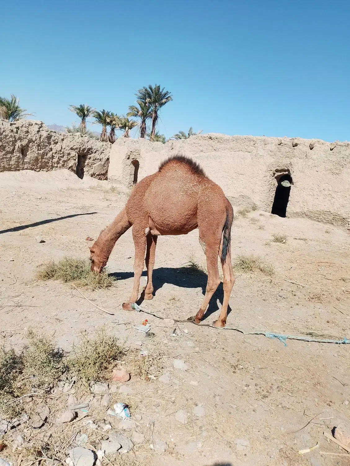 شتر|حیوانات مزرعه|خاش, |دیوار