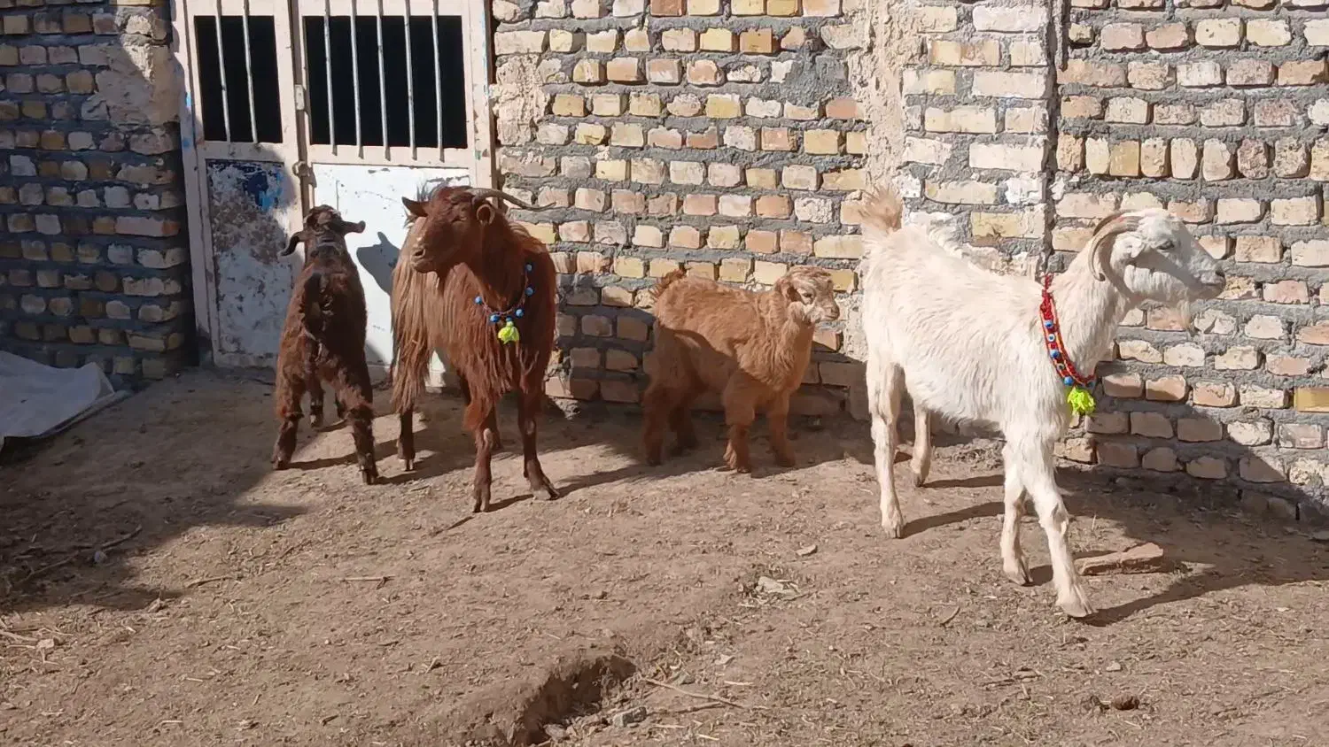 بز زاییده|حیوانات مزرعه|کاشمر, |دیوار