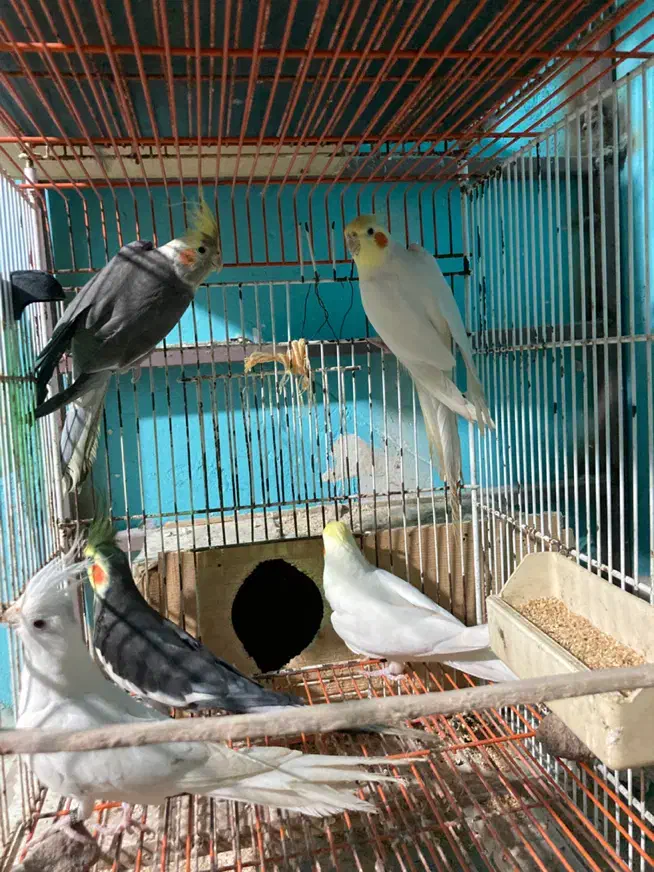 فروش. طوطی. عروس. فقط نر هستن|پرنده|نکا, |دیوار