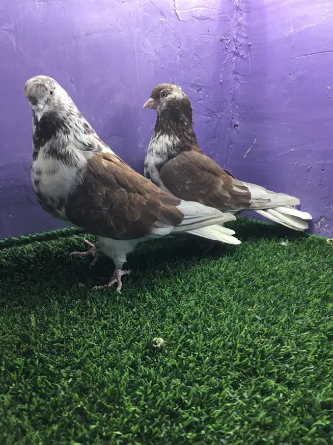 کبوتر|پرنده|تهران, خلیج فارس|دیوار