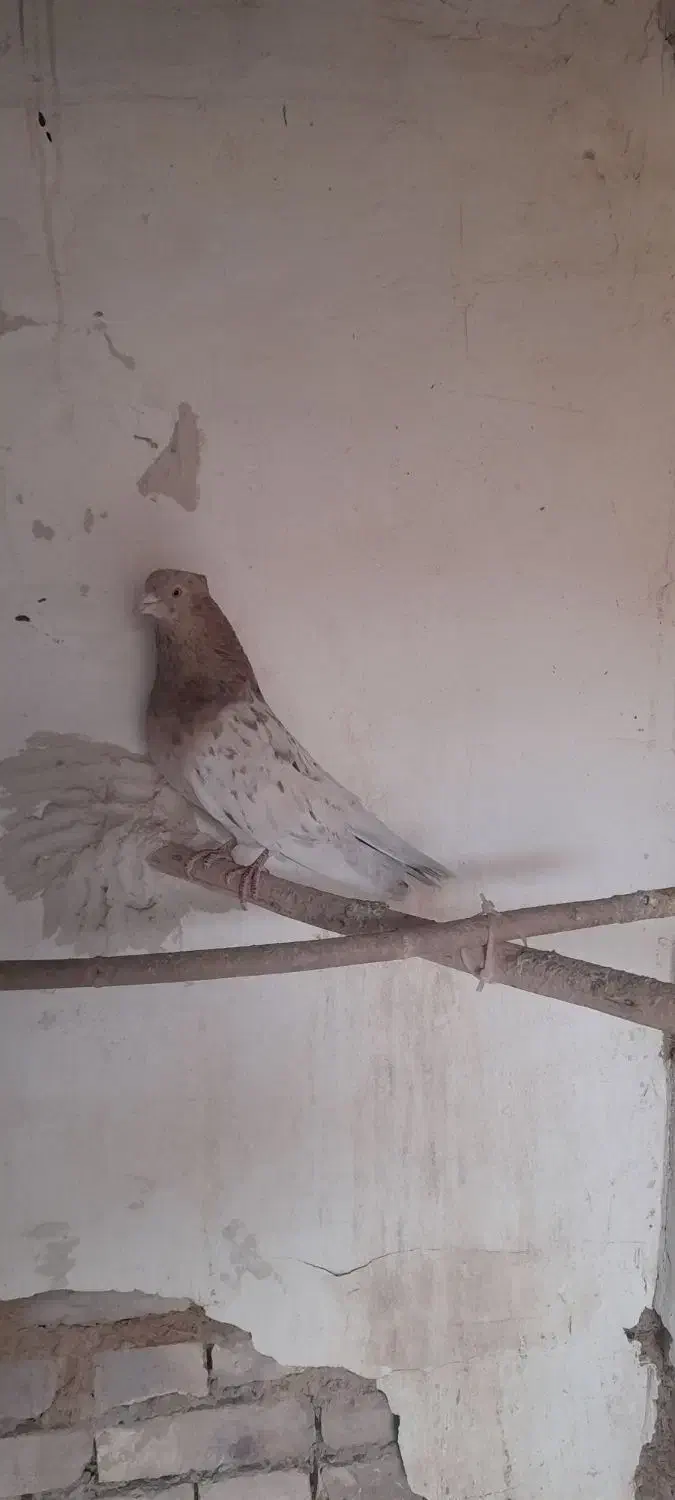 کبوتر پرشی سرور|پرنده|ابرکوه, |دیوار