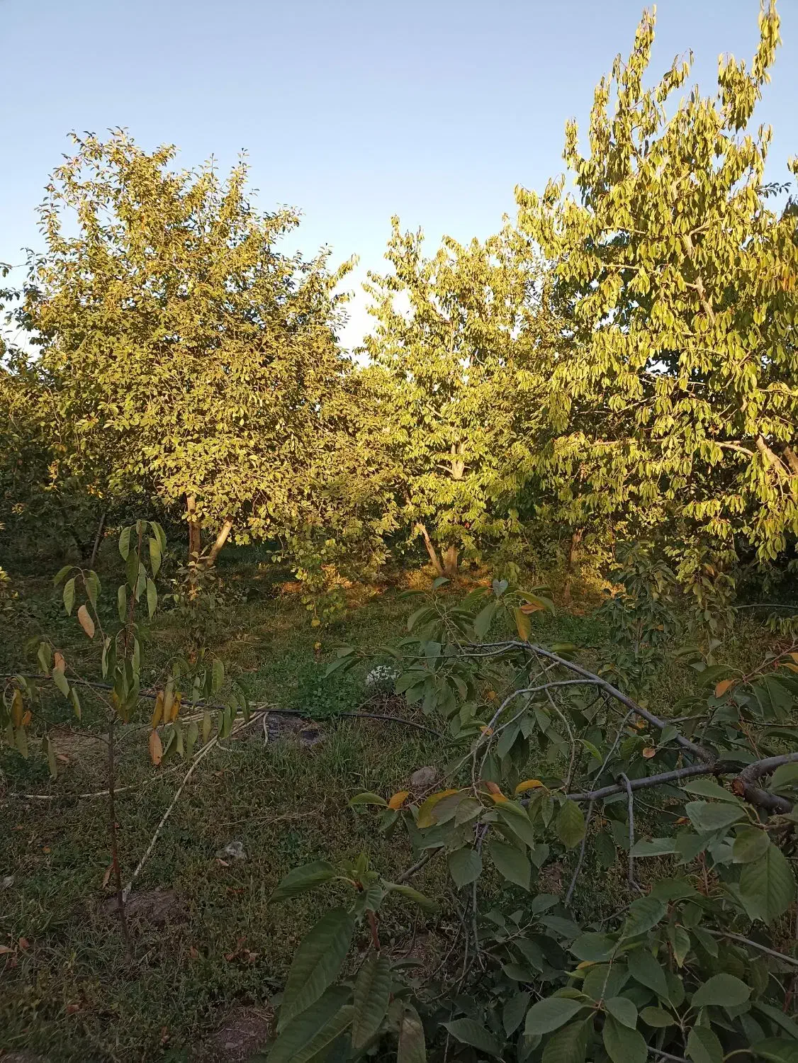 فروش باغ 1204روستای قشلاق|فروش زمین و ملک کلنگی|فیرورق, |دیوار
