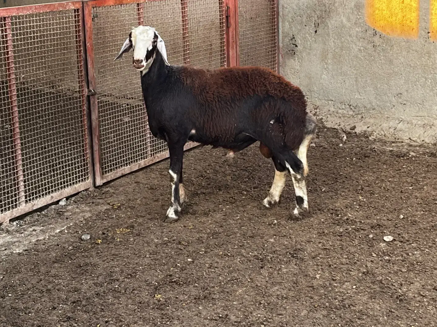 بره قوچ|حیوانات مزرعه|آق قلا, |دیوار