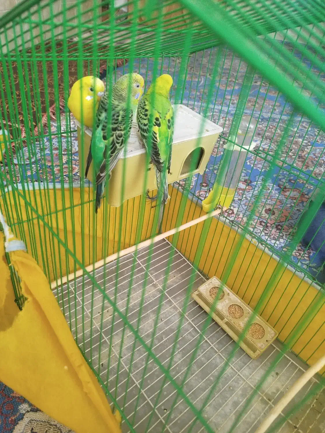 مرغ|پرنده|ریگان, |دیوار