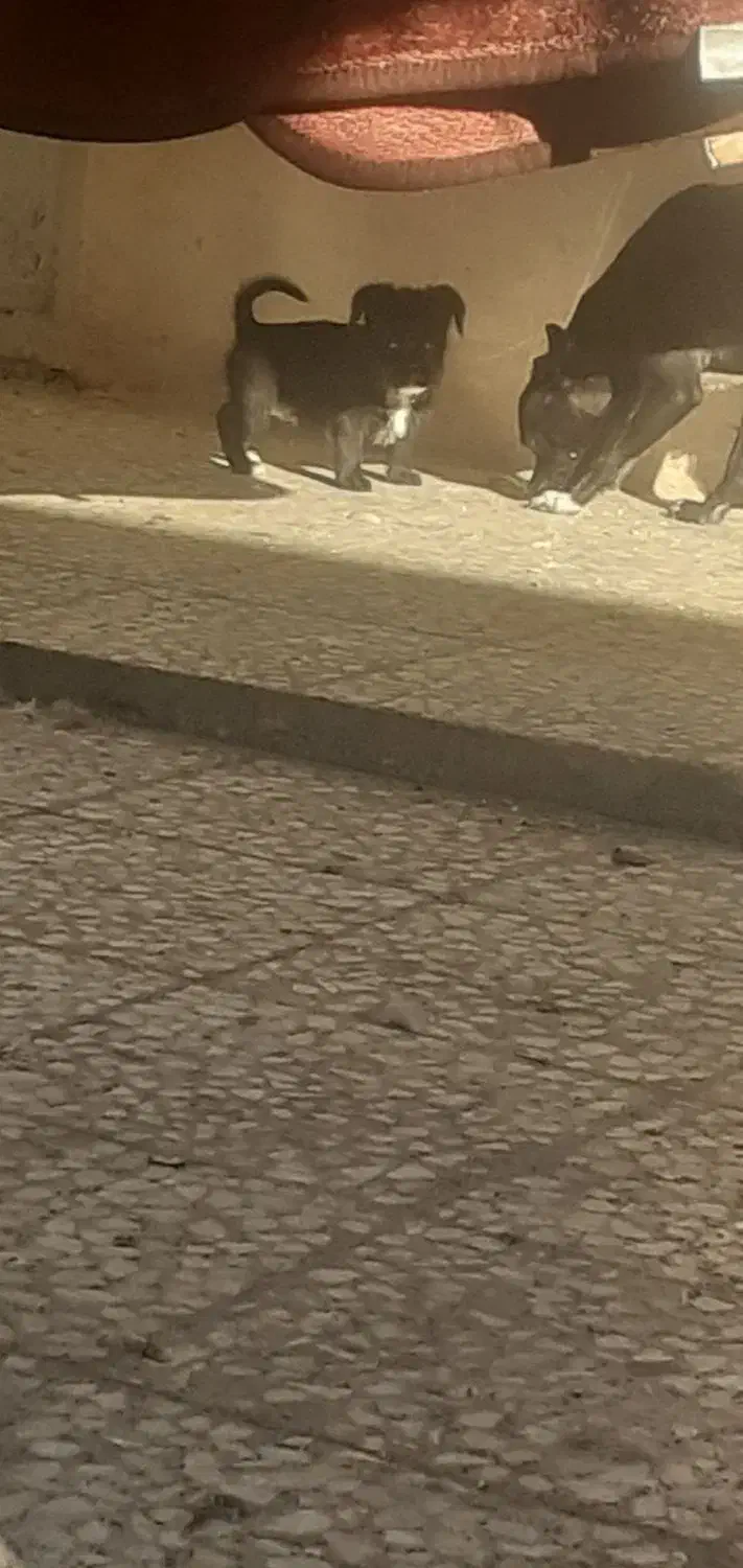 سگ نژاد دار|سگ|الوند, |دیوار