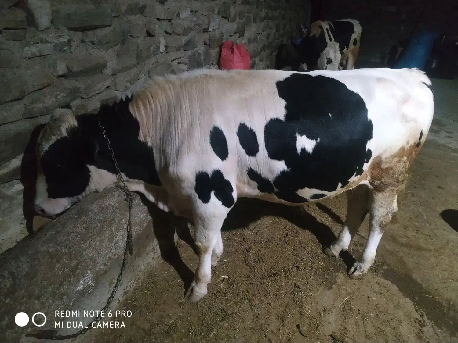 گوساله وگاو گوشتی نر وماده|حیوانات مزرعه|تهران, فردوسی|دیوار