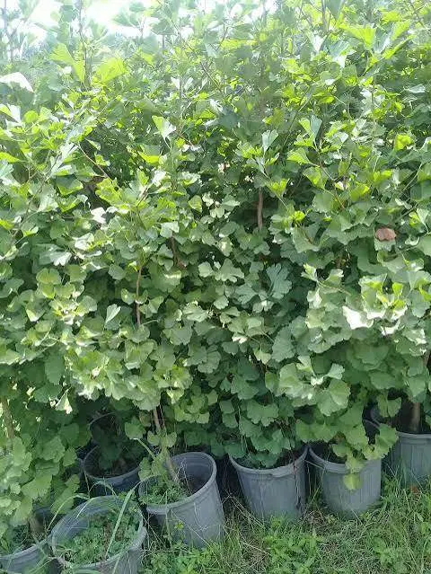 فندق پسته گیاه نارون گلابی درخت آلبالو ژینگو نهال|گل و گیاه طبیعی|تهران, نیاوران|دیوار