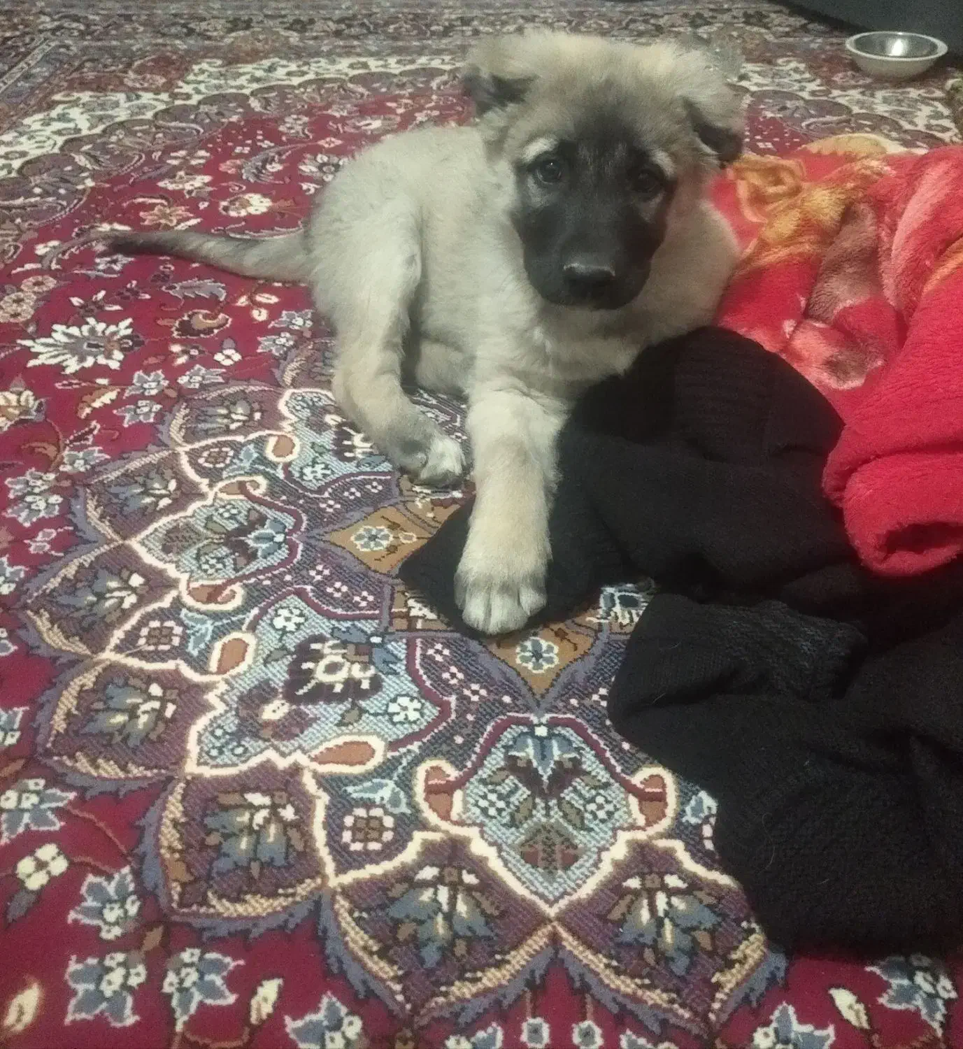 توله سه ماهه|حیوانات|شیروان (خراسان), |دیوار