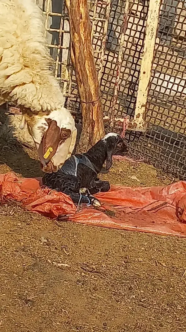 میش و بره و آبستن نزدیک زا|حیوانات مزرعه|اندیمشک, |دیوار