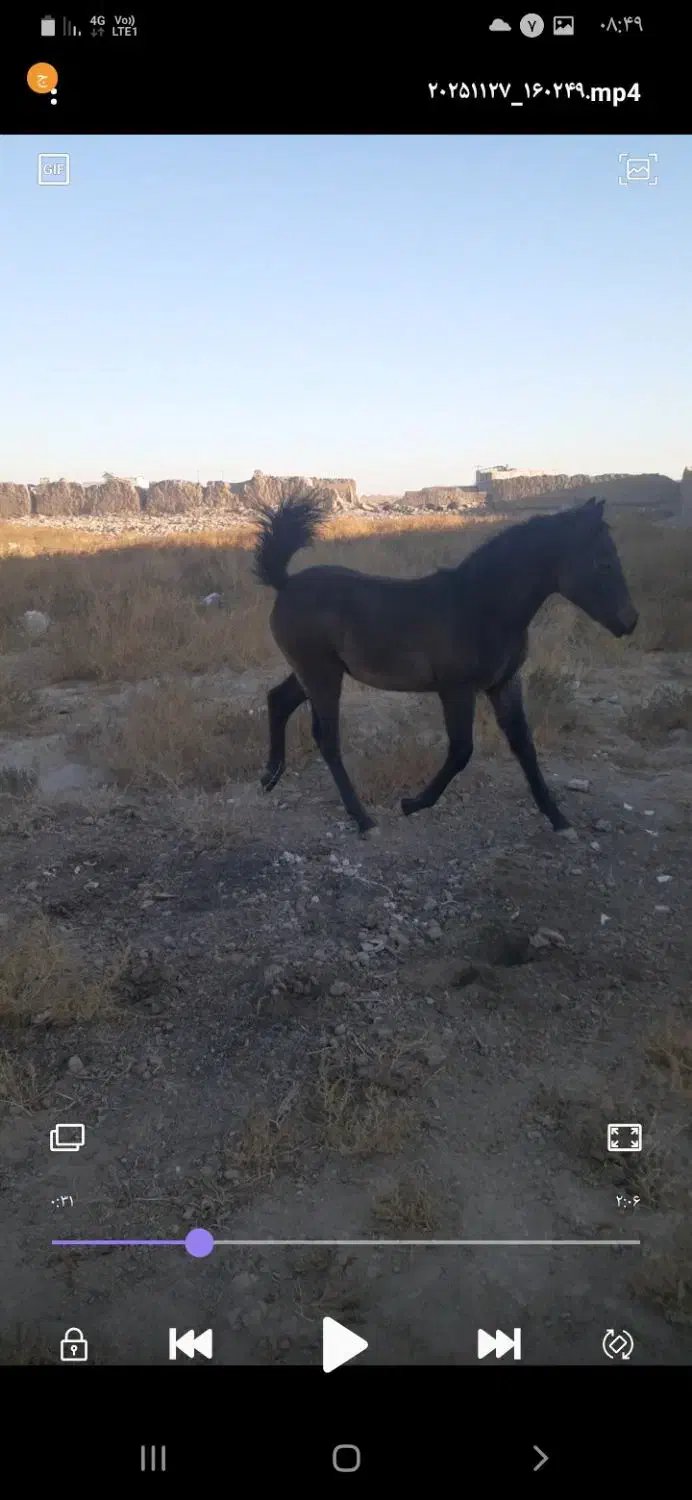 اسب|اسب و تجهیزات اسبسواری|سیرجان, |دیوار