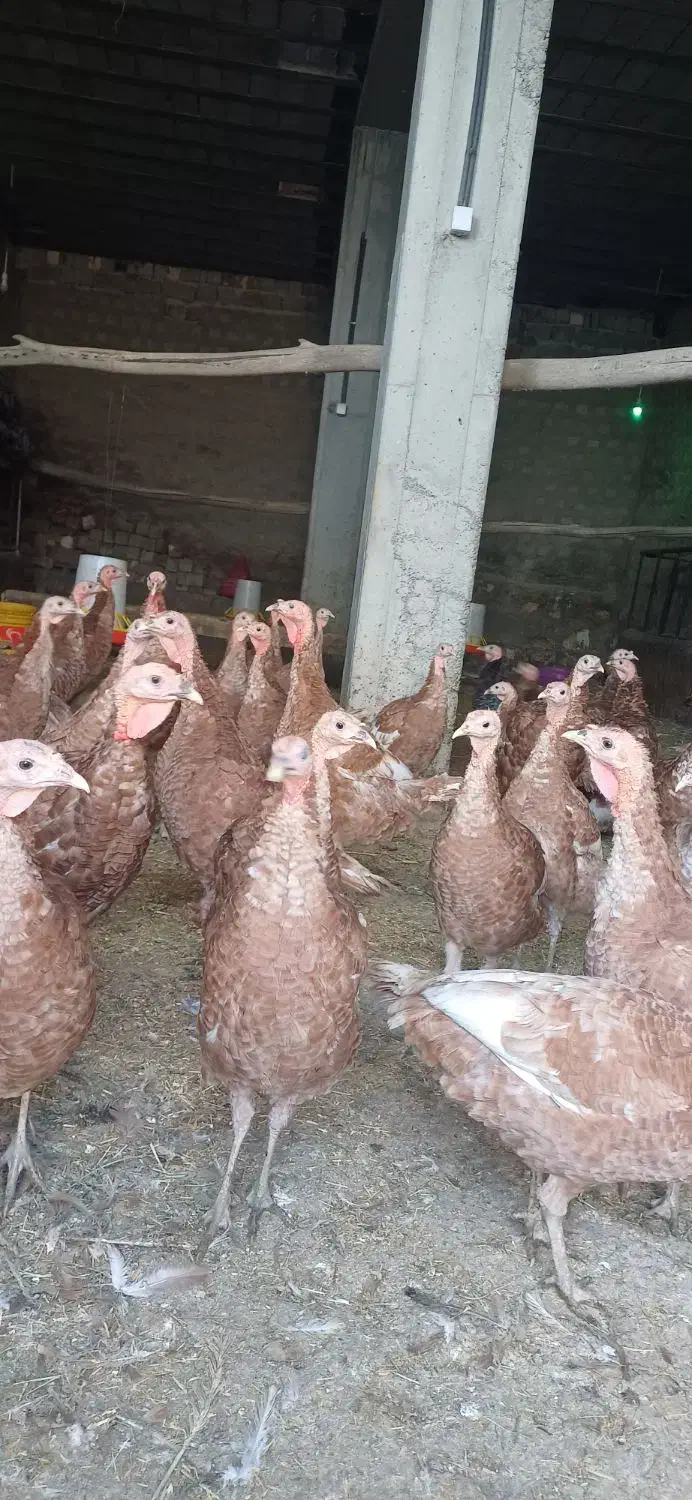 بوقلمون بوربون|حیوانات مزرعه|نقده, |دیوار