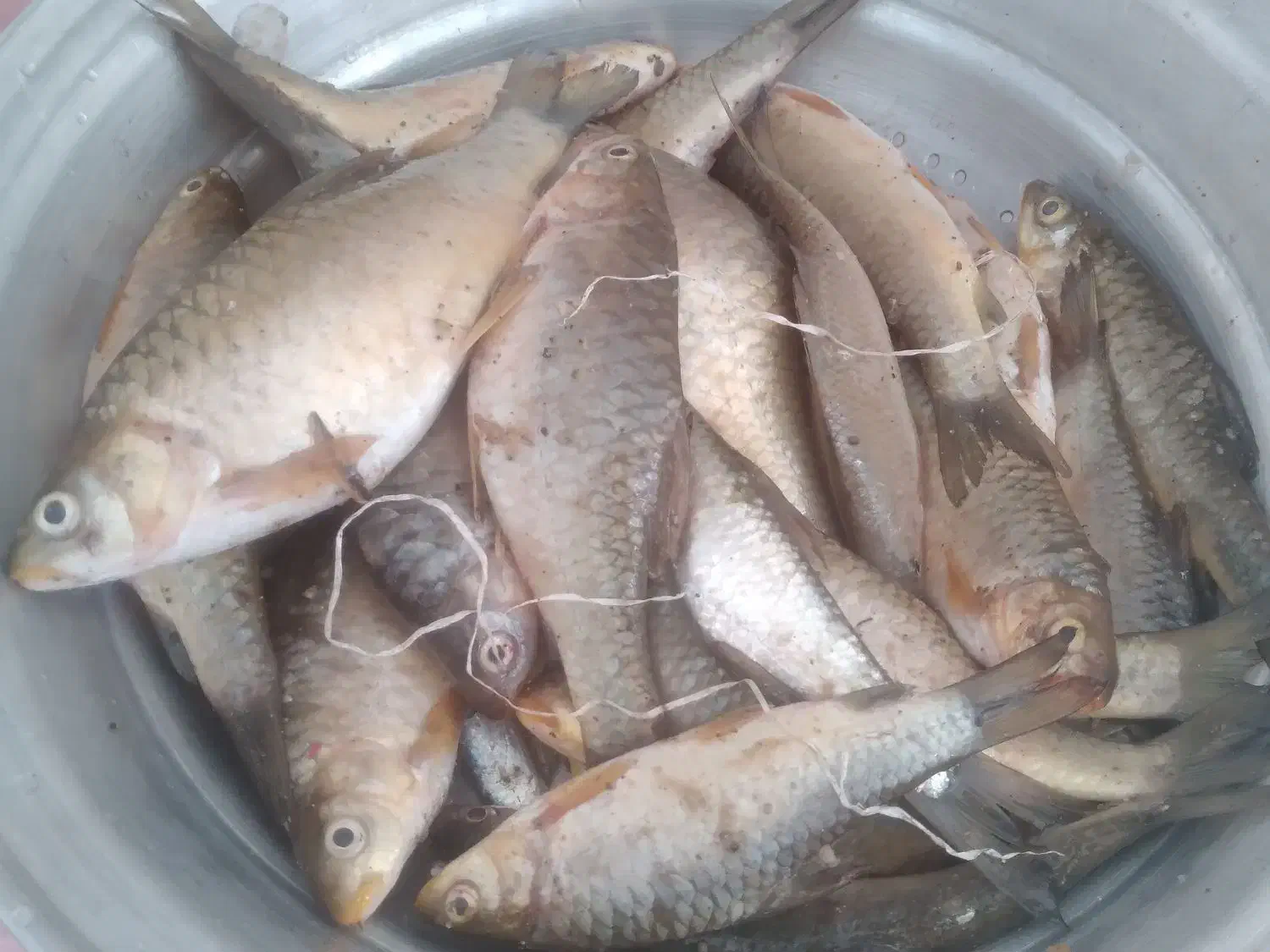 ماهی|ماهی|صالح آباد (ایلام), |دیوار