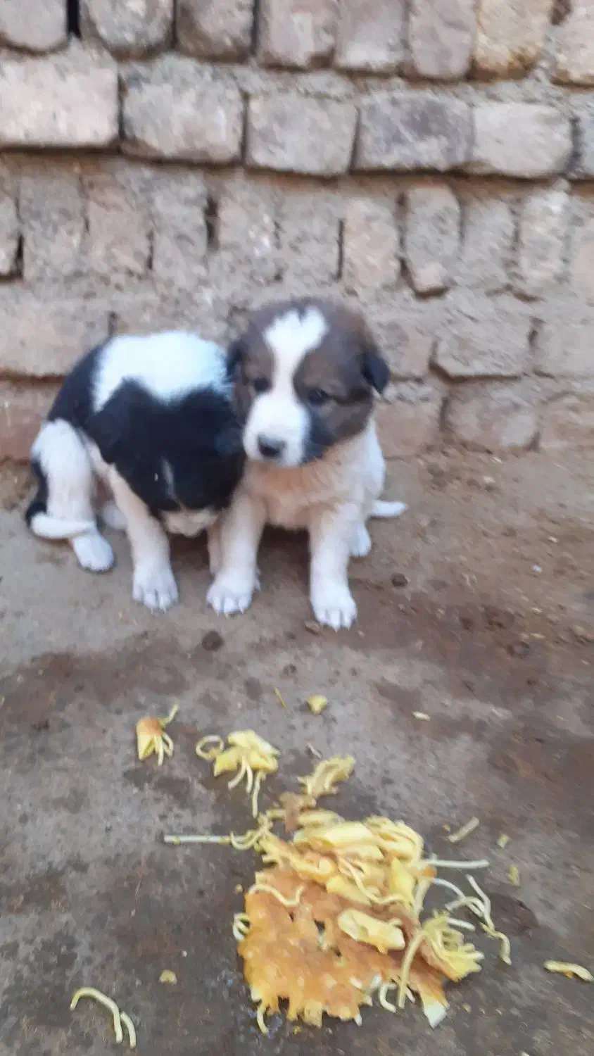 توله سرابی|سگ|اسدآباد, |دیوار