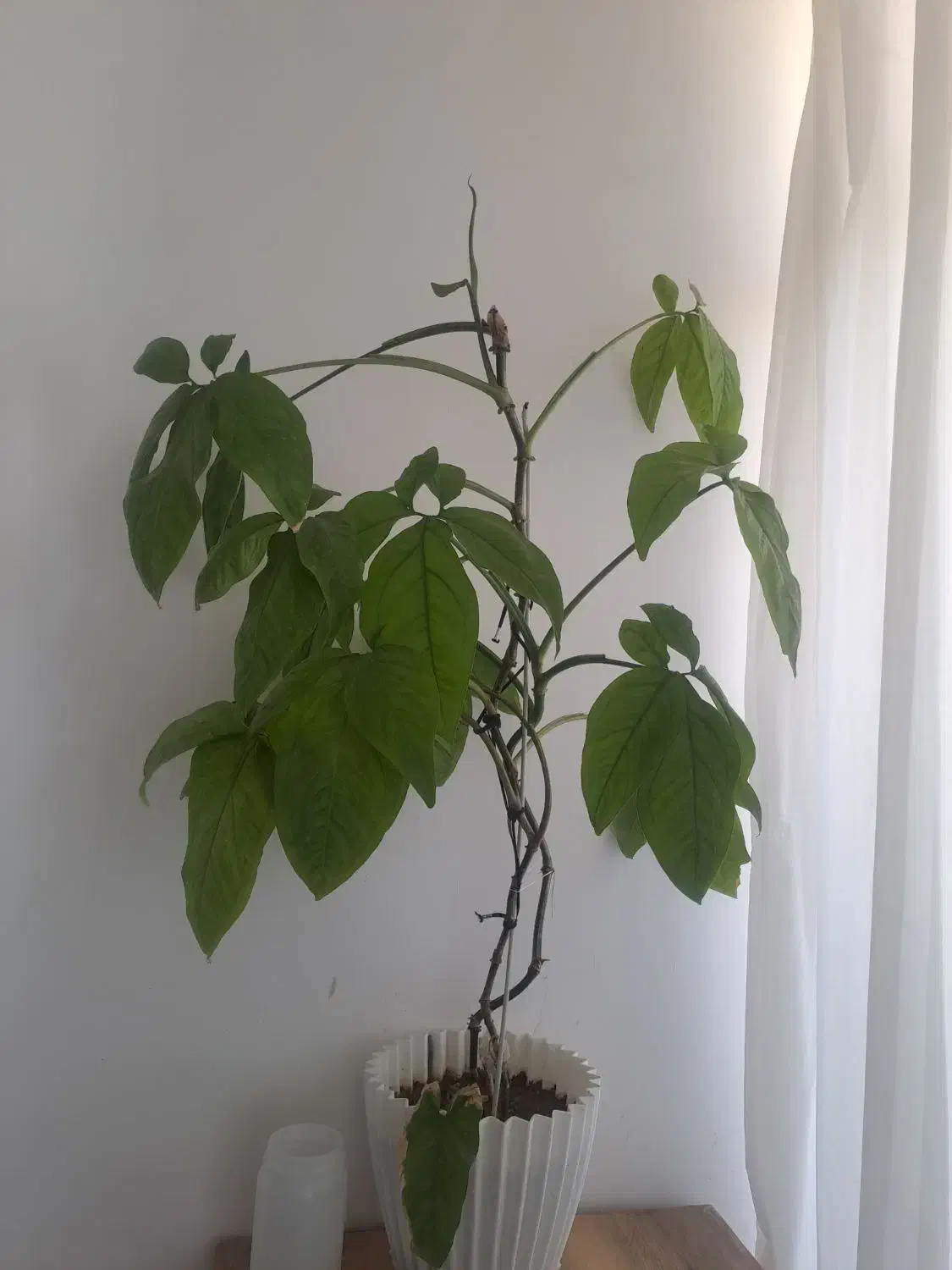 گل و گادان دوعدد|گل و گیاه طبیعی|فلاورجان, |دیوار