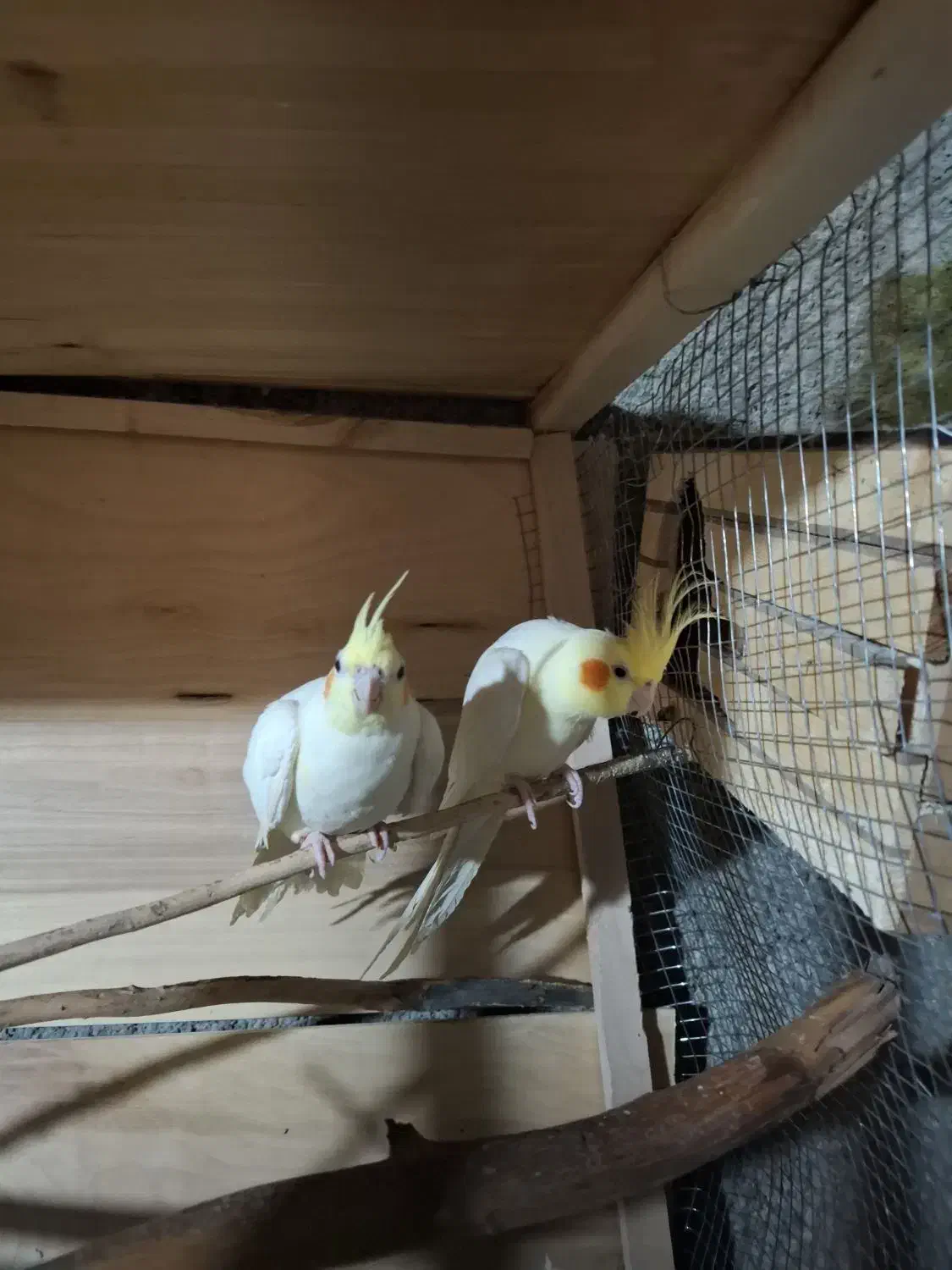 یک جفت عروس هلندی لوتینو|پرنده|برازجان, |دیوار