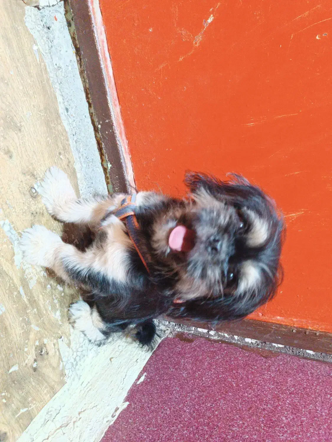 واگذاری توله شیتزو|سگ|میناب, |دیوار