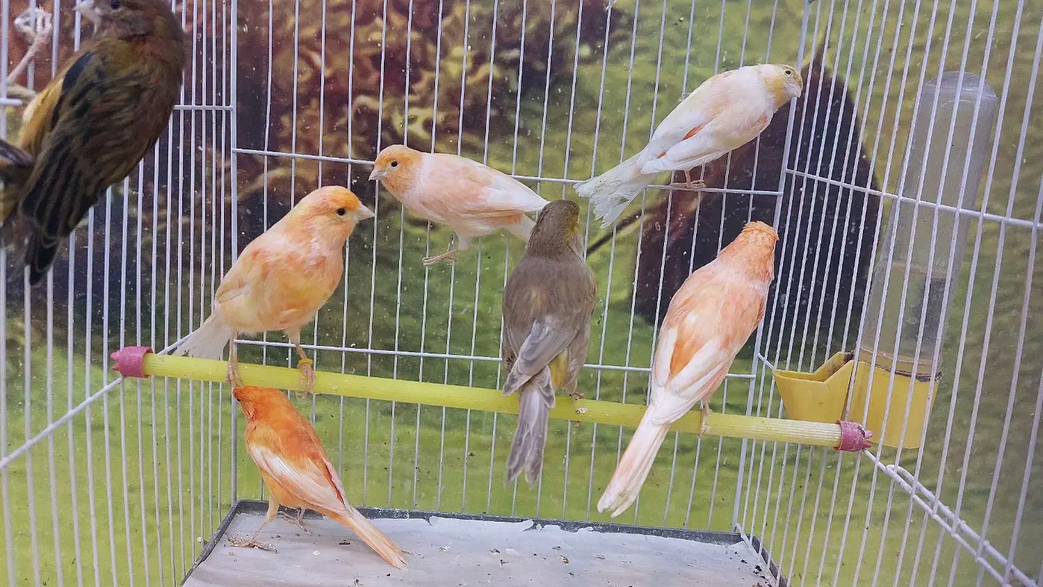 ۸۰ عدد قناری|پرنده|کاشان, شهرک ولیعصر|دیوار