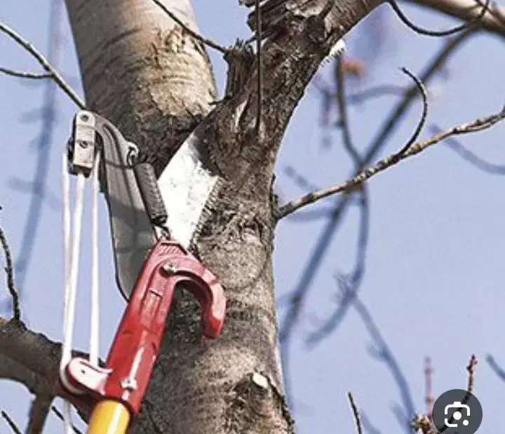 هرس درختان باغ و باغچه حرص|خدمات باغبانی و درختکاری|ماهدشت, |دیوار