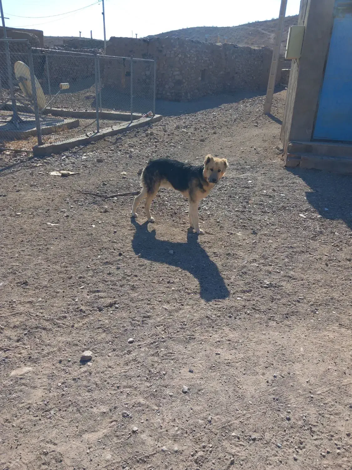 سگ فروشی|سگ|درح, |دیوار