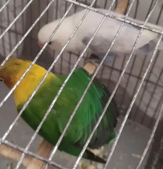 طوطی برزیلی|پرنده|کرمان, |دیوار