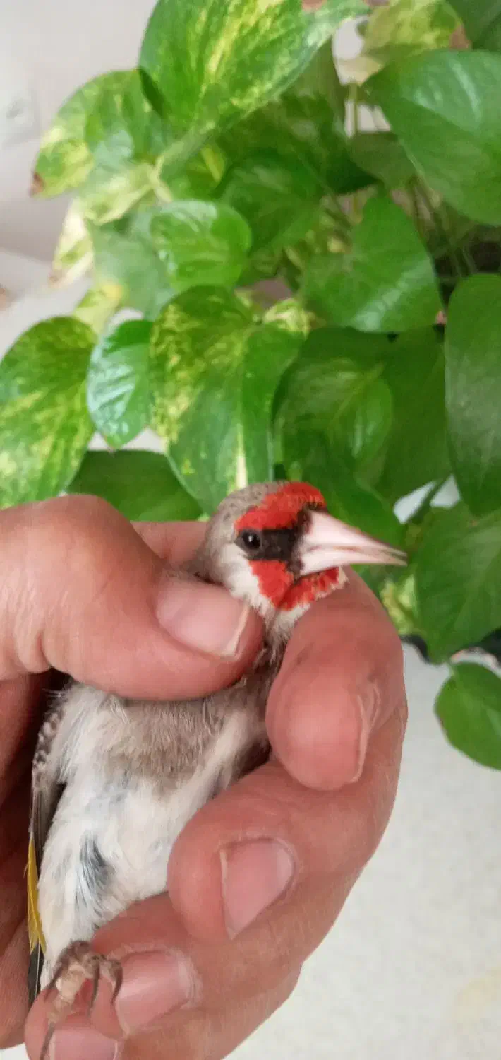 سهره دورگ کرمونی|پرنده|تهران, مشیریه|دیوار