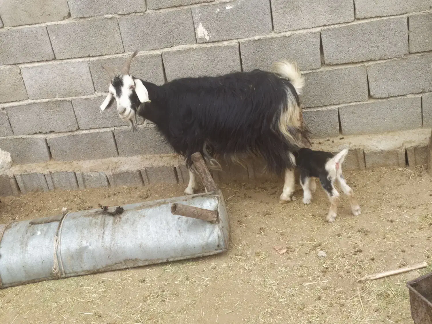 بزکهره دارجوان|حیوانات مزرعه|جهرم, |دیوار