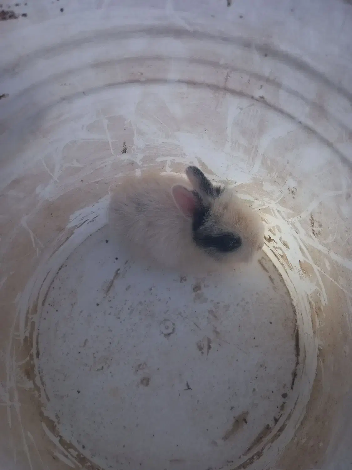 خرگوش|موش و خرگوش|شاهینشهر, گرگاب|دیوار