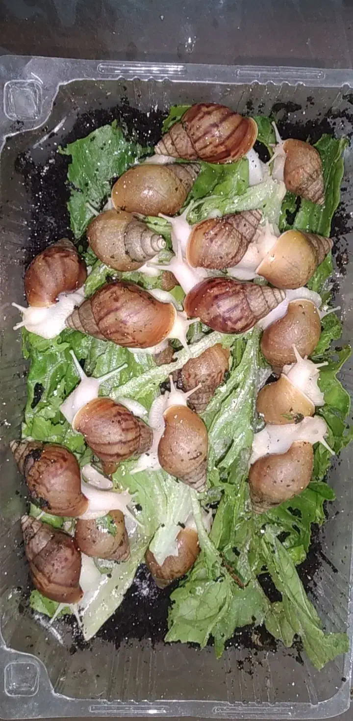 حلزوون آچاتینای|خزنده|کرج, شهرک بنفشه|دیوار