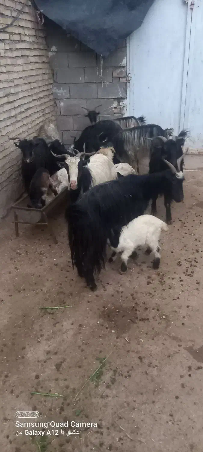 بز وبیگ|حیوانات مزرعه|شوشتر, |دیوار