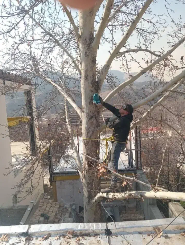 هرس کردن باغ رایگان وخریدن چوب وتنه|خدمات باغبانی و درختکاری|ملارد, |دیوار