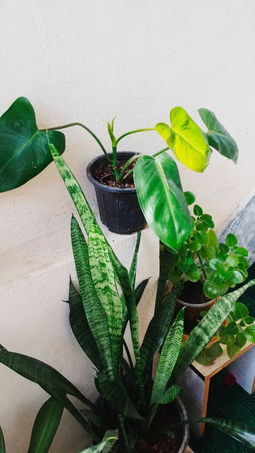 فیلندندرون|حراج|سرپل ذهاب, |دیوار