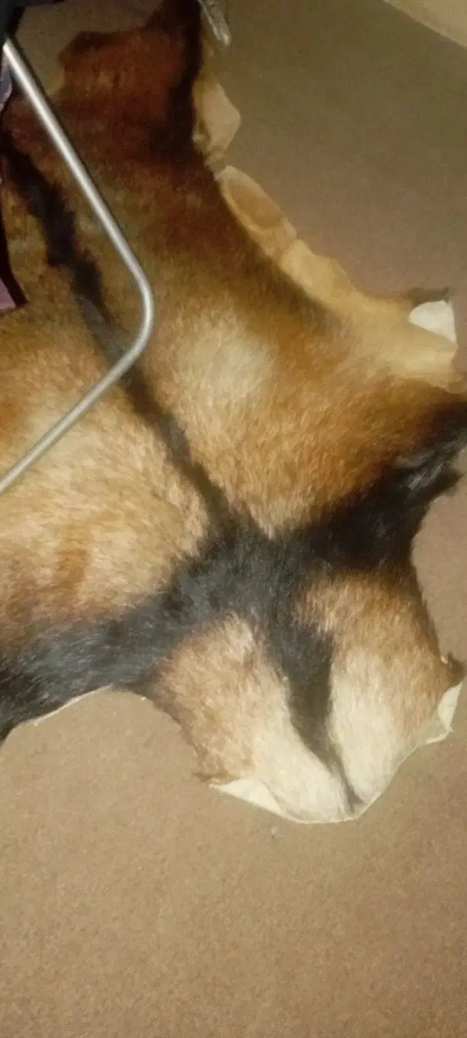 فرش|فرش|کرمانشاه, |دیوار