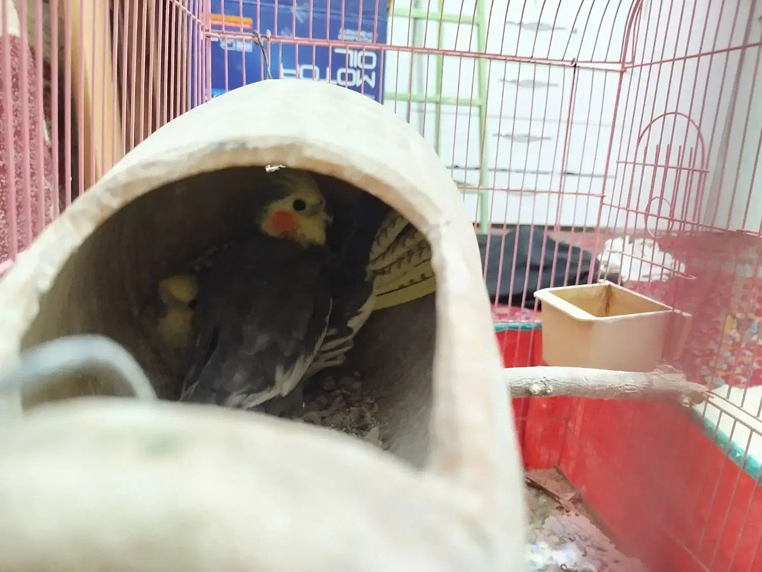 یک جفت عروس هلندی سالم|پرنده|کرمانشاه, |دیوار