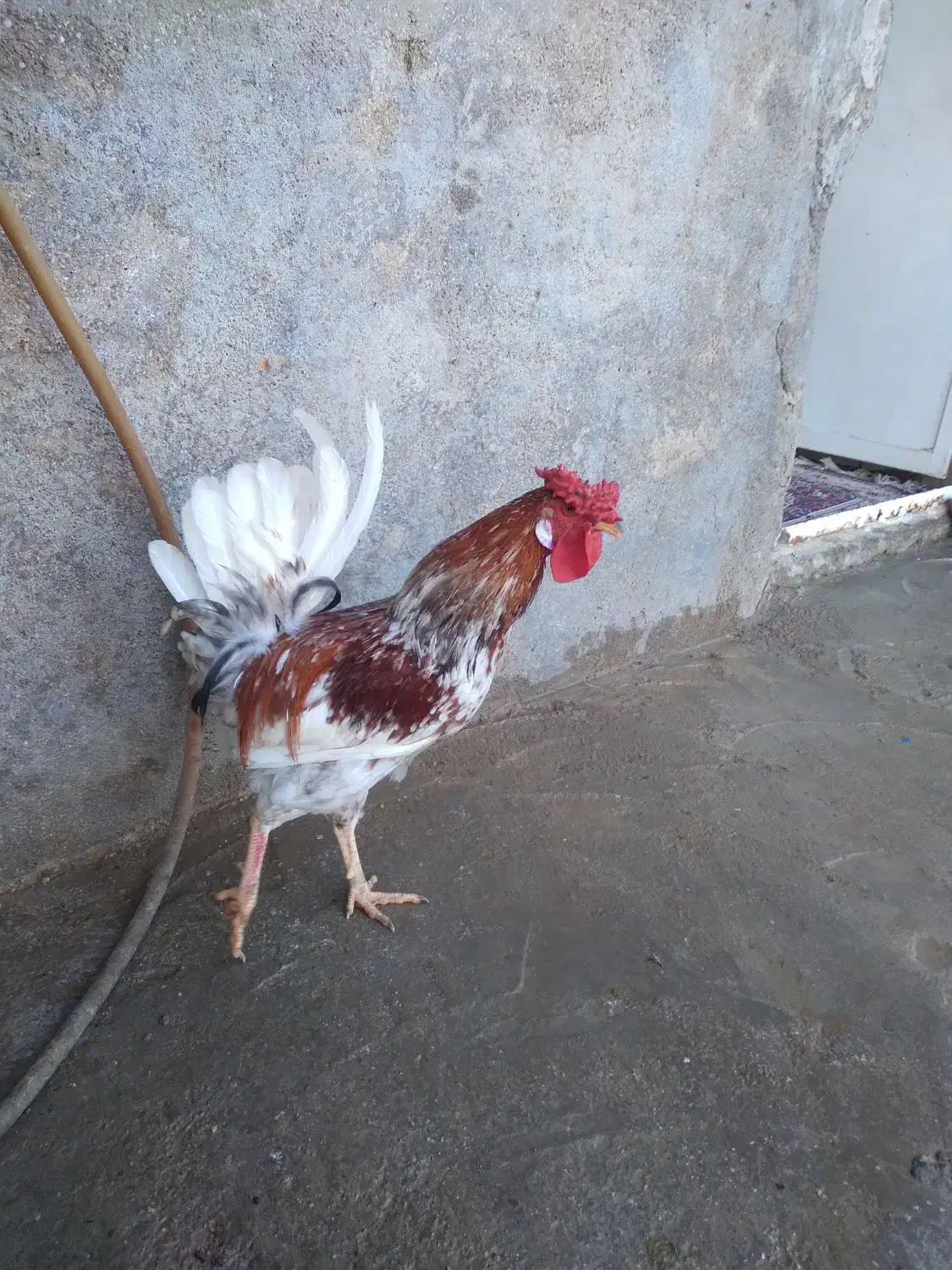 خروس چهل تاج محلی|حیوانات مزرعه|امیدیه, |دیوار