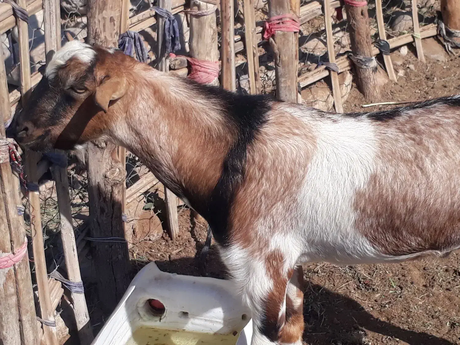 نری خب و گوشتی|حیوانات مزرعه|فین, |دیوار